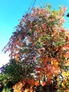 Autumn tree in city Royalty Free Stock Photo