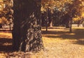 Autumn tree on in a city park Royalty Free Stock Photo