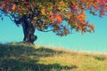 Autumn tree with clear sky