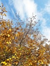 Autumn tree and clouding clear