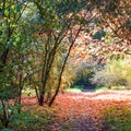 Autumn tree - Romania - Gurahont dendrological park Royalty Free Stock Photo