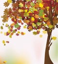 Autumn tree