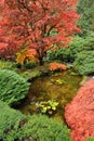 Autumn tree colors Royalty Free Stock Photo