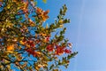 Autumn tree colors vibes Royalty Free Stock Photo