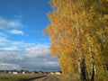 Autumn tree covered with yellow leaves on the background of houses in the blue sky birch leaves Royalty Free Stock Photo
