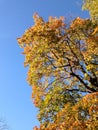Autumn tree crown against a bright blue sky Royalty Free Stock Photo