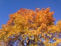 Autumn tree crown in yellow and red colors against a bright blue sky Royalty Free Stock Photo