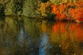 Autumn tree on the curves bank of the pond. Autumn landscape with red tree. autumn trees over water banks. Empty rusty Royalty Free Stock Photo