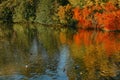 Autumn tree on the curves bank of the pond. Autumn landscape with red tree. autumn trees over water banks. Empty rusty Royalty Free Stock Photo