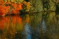 Autumn tree on the curves bank of the pond. Autumn landscape with red tree. autumn trees over water banks. Empty rusty Royalty Free Stock Photo