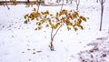 Autumn tree with dry dead leaves on itRed leaves in the snow Royalty Free Stock Photo