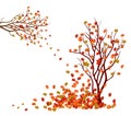 Autumn tree. Fall Leaves Background Royalty Free Stock Photo