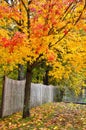 Autumn tree and fence Royalty Free Stock Photo