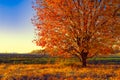 Autumn tree in the field at sunset Royalty Free Stock Photo