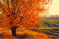 Autumn tree in the field at sunset Royalty Free Stock Photo