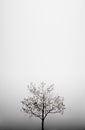 Autumn tree in the fog - background