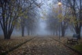 Autumn tree in fog Royalty Free Stock Photo