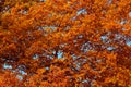 Autumn tree foliage, blue sky in the background. Royalty Free Stock Photo