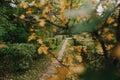 Autumn tree foliage road yeloow