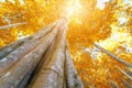 Autumn tree in the forest top view from below Royalty Free Stock Photo