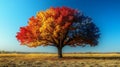 Autumn tree, four seasons, field, clear sky, nature design Royalty Free Stock Photo