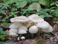 Autumn, tree fungus, flies, wet, glive, gobe