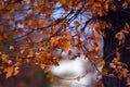 tree branches with fall foliage