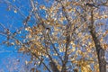 Autumn tree with golden leaves full of Iberian Magpies