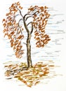 Autumn tree illustration, hand drawn twisted old tree