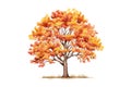 Autumn tree illustration