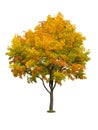 Autumn tree isolated Royalty Free Stock Photo
