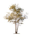 Autumn tree isolated on white background with clipping paths for garden design Royalty Free Stock Photo