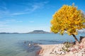 Autumn tree at Lake Balaton,Hungary Royalty Free Stock Photo