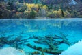 autumn tree lake in jiuzhaigou Royalty Free Stock Photo