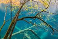 Autumn tree and lake, Jiuzhaigou National Park, Sichuan Royalty Free Stock Photo