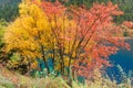 Autumn tree and lake