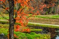 Autumn Tree and Lake By the Rural Road Royalty Free Stock Photo