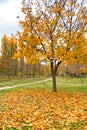 autumn tree and leaves fall down under wind gust and leaves blown on the green grass, closeup Royalty Free Stock Photo