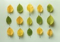 Autumn tree leaves top view pattern gradually turning yellow. Royalty Free Stock Photo