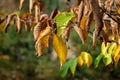 Autumn tree leaves. Yellowing elm leaves on a branch Royalty Free Stock Photo