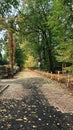 Autumn tree lined pathway covered with golden fallen leaves Royalty Free Stock Photo