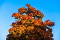 Autumn tree with lush milticolored foliage, clear blue sky Royalty Free Stock Photo