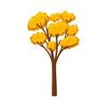 Tree with a lush pale orange crown. Vector illustration on a white background.
