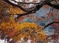 Autumn tree at main park in Kyoto, Japan