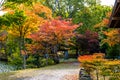 Autumn tree ,maple tree with colorful autumn leaves, red orange yellow green maple leaves with path in Japan park