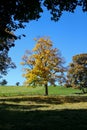 autumn tree meadow Royalty Free Stock Photo