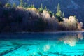 Autumn tree mountain and lake in jiuzhaigou Royalty Free Stock Photo