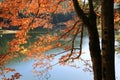 Autumn tree on mountain lake Royalty Free Stock Photo