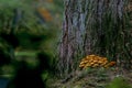 Autumn Tree and Mushrooms