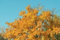 Maple tree with orange leaves in the autumn park against the blue sky. Royalty Free Stock Photo